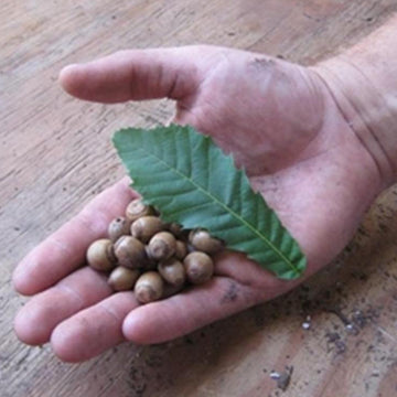 Image of Gobbler sawtooth oak leaf and acorn.